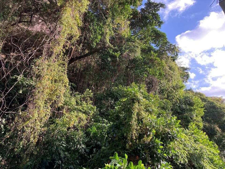 Apartamento no Alto Leblon 3 Quartos Rua Brandão Filho 245m2